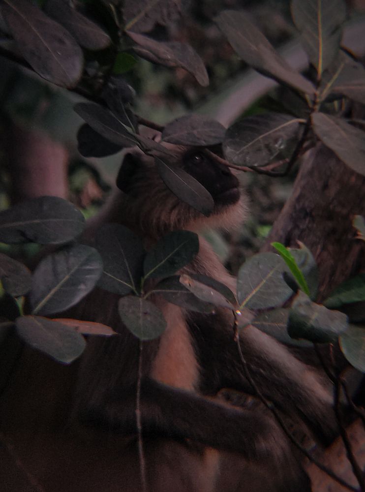 Langur Hanuman