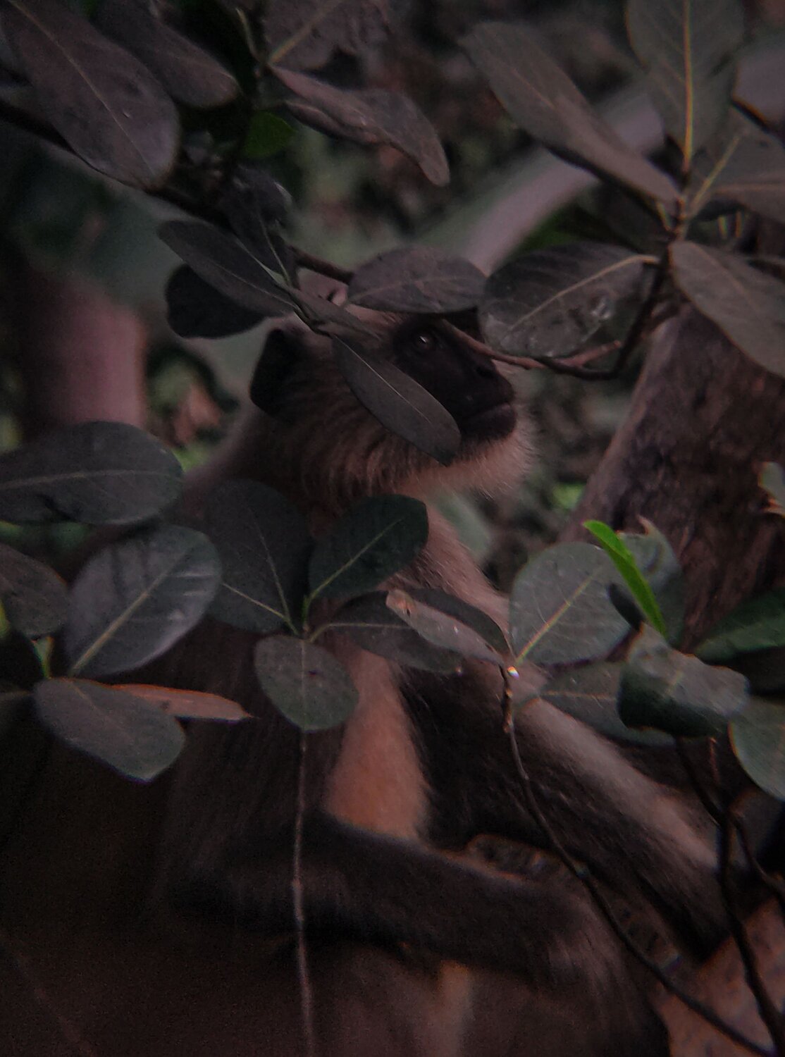 Langur Hanuman