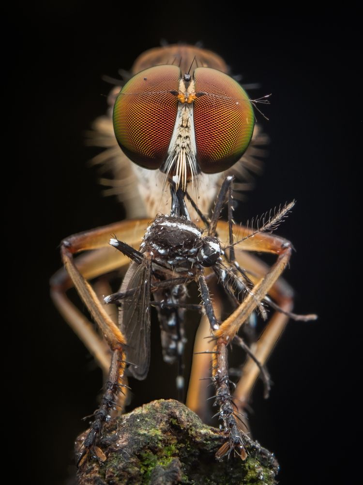 Robberfly with prey.