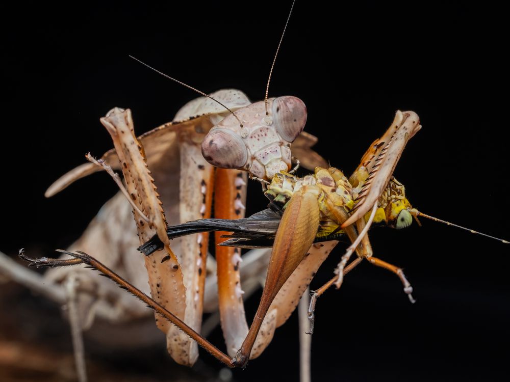 Praying mantis with prey.
