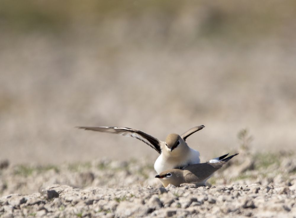 Фотография автора Bhavik Parekh