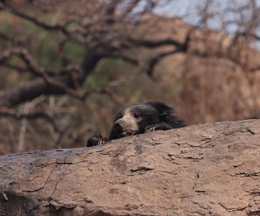 Фотография автора dr umashankar basavaraj