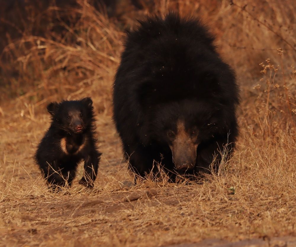 Фотография автора dr umashankar basavaraj
