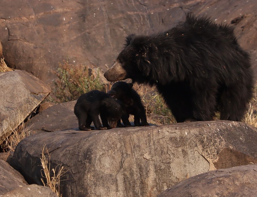 Фотография автора dr umashankar basavaraj