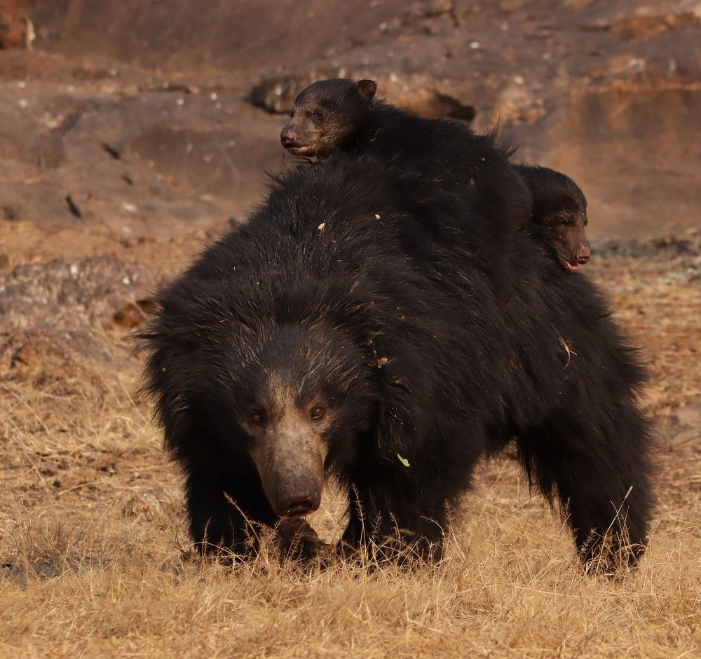 Фотография автора dr umashankar basavaraj