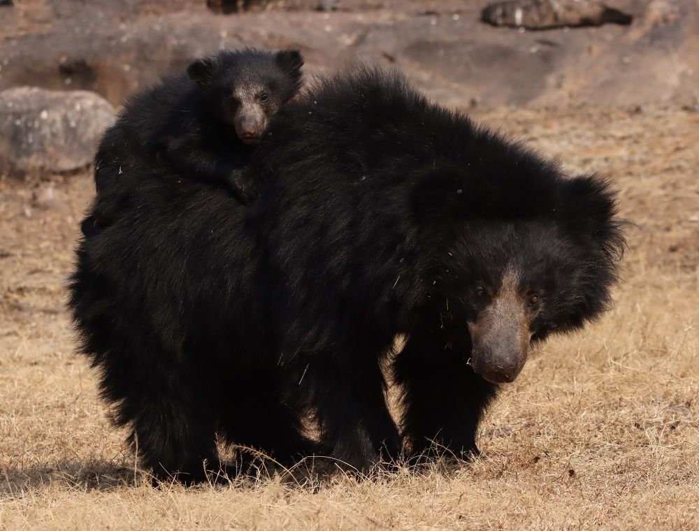 Фотография автора dr umashankar basavaraj