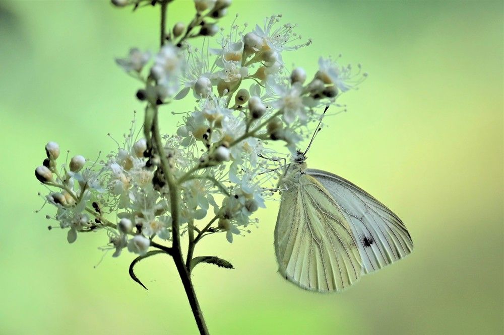 Фотография автора IRINA FILIPPOVA