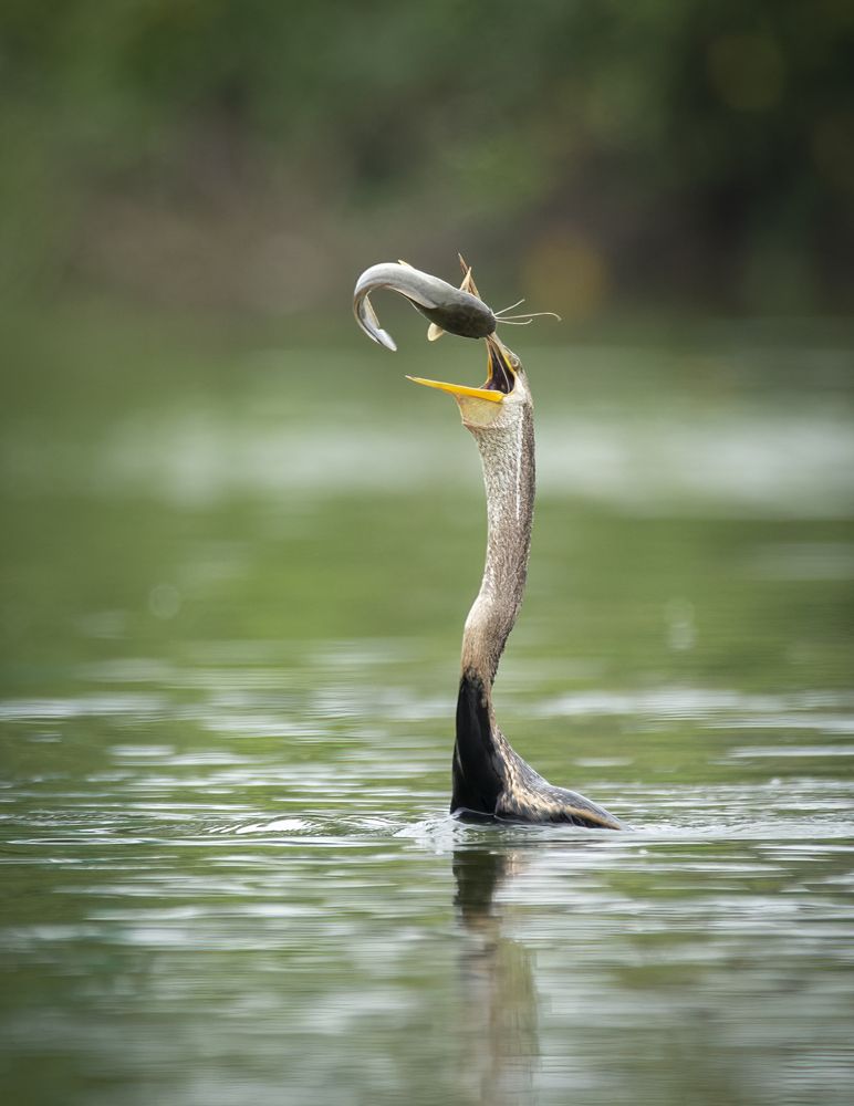Photograph by Nguyenphoto
