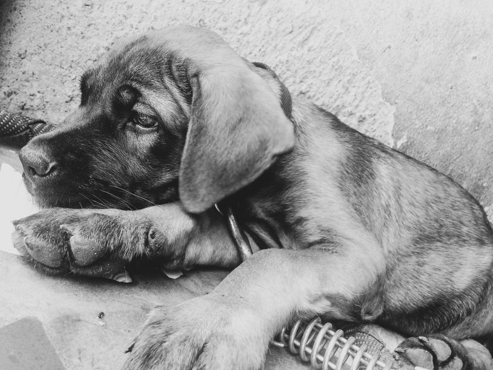 Doggie ? diggy