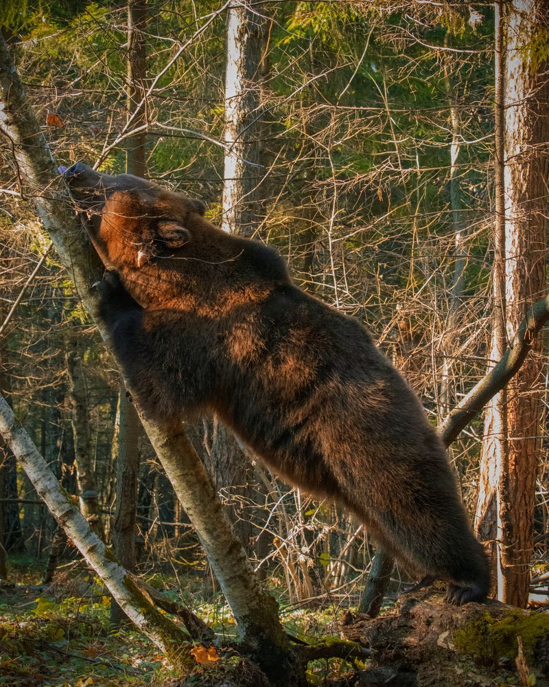Photograph by Николай Шарлай