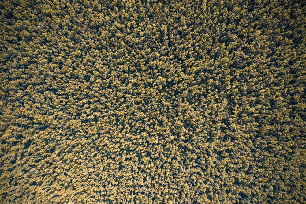 Photograph by Denis NIKHAYCHIK