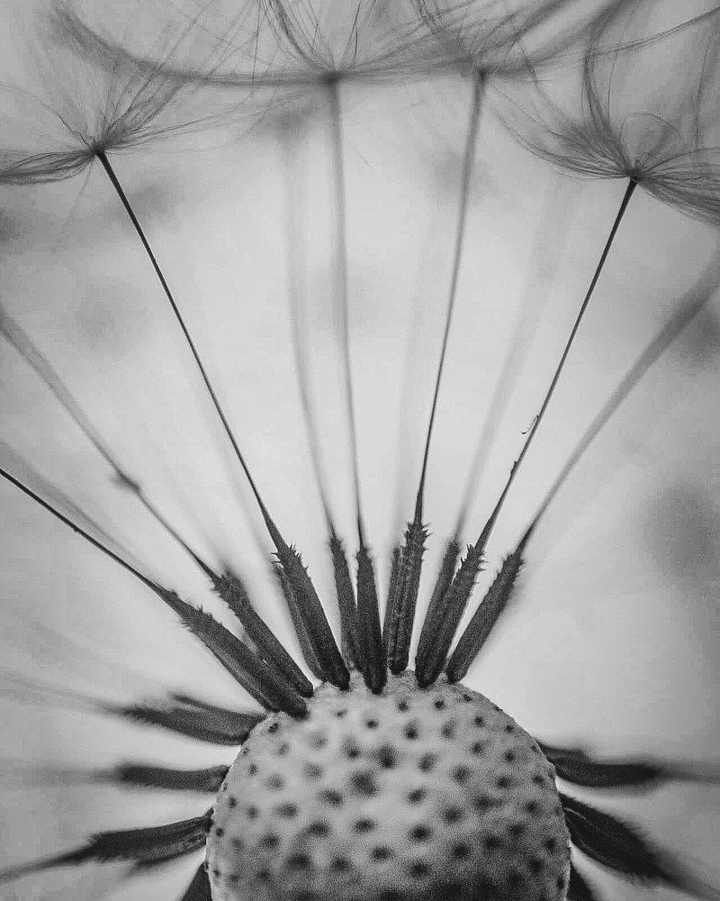 Dandelion