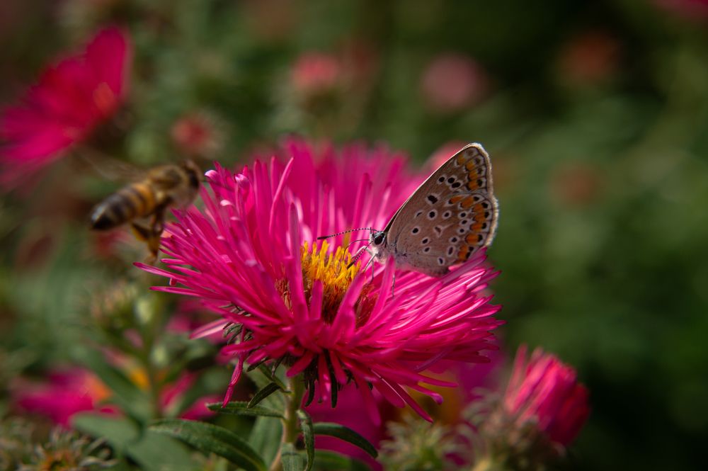 Photograph by Ариадна Подмогильная