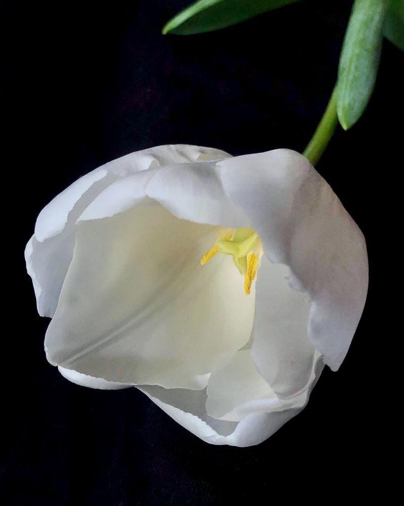 Photograph by Halina Mitsevich