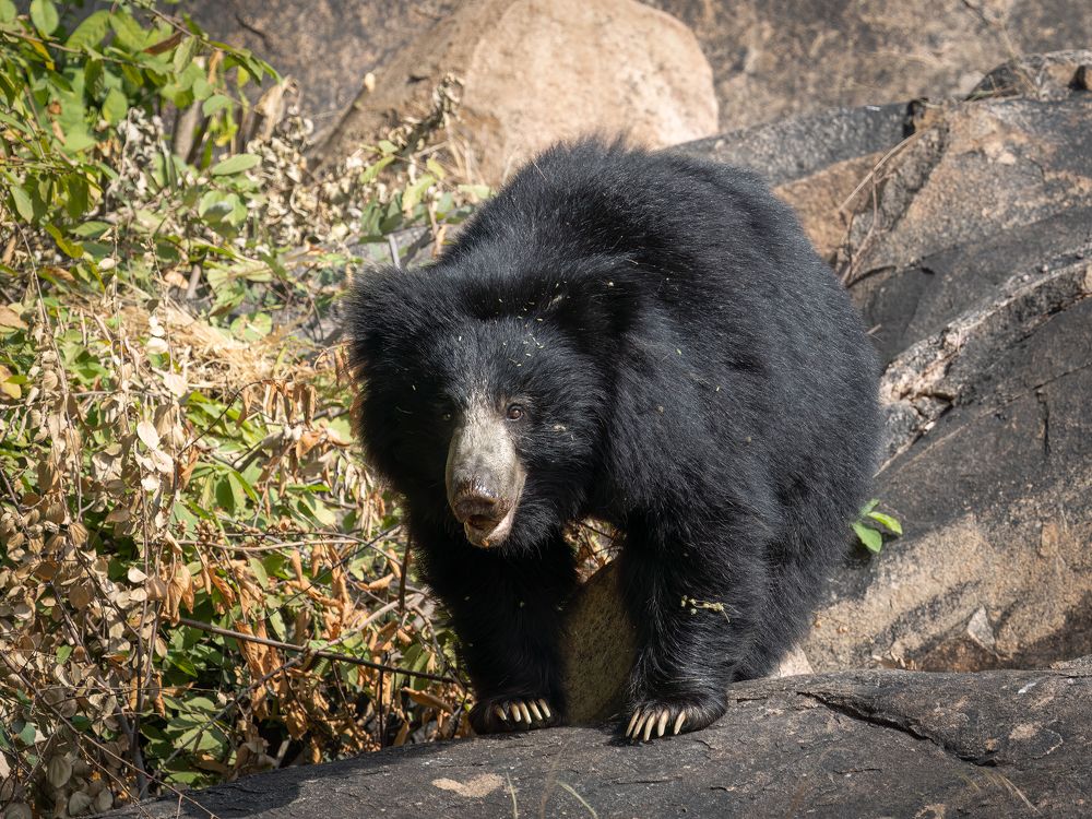 Photograph by Basavaraj M