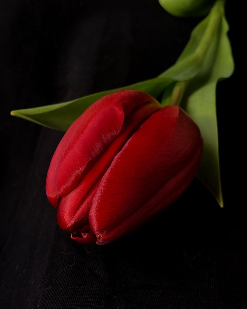 Photograph by Halina Mitsevich