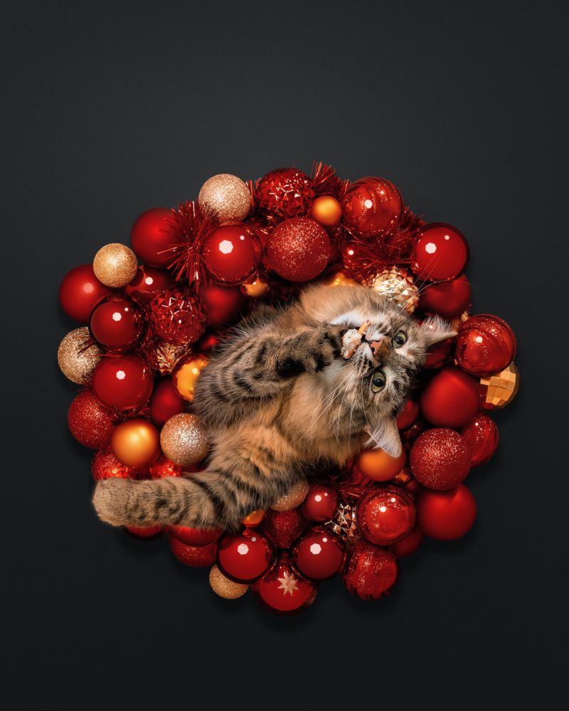 Фотография автора Мазурева Анастасия