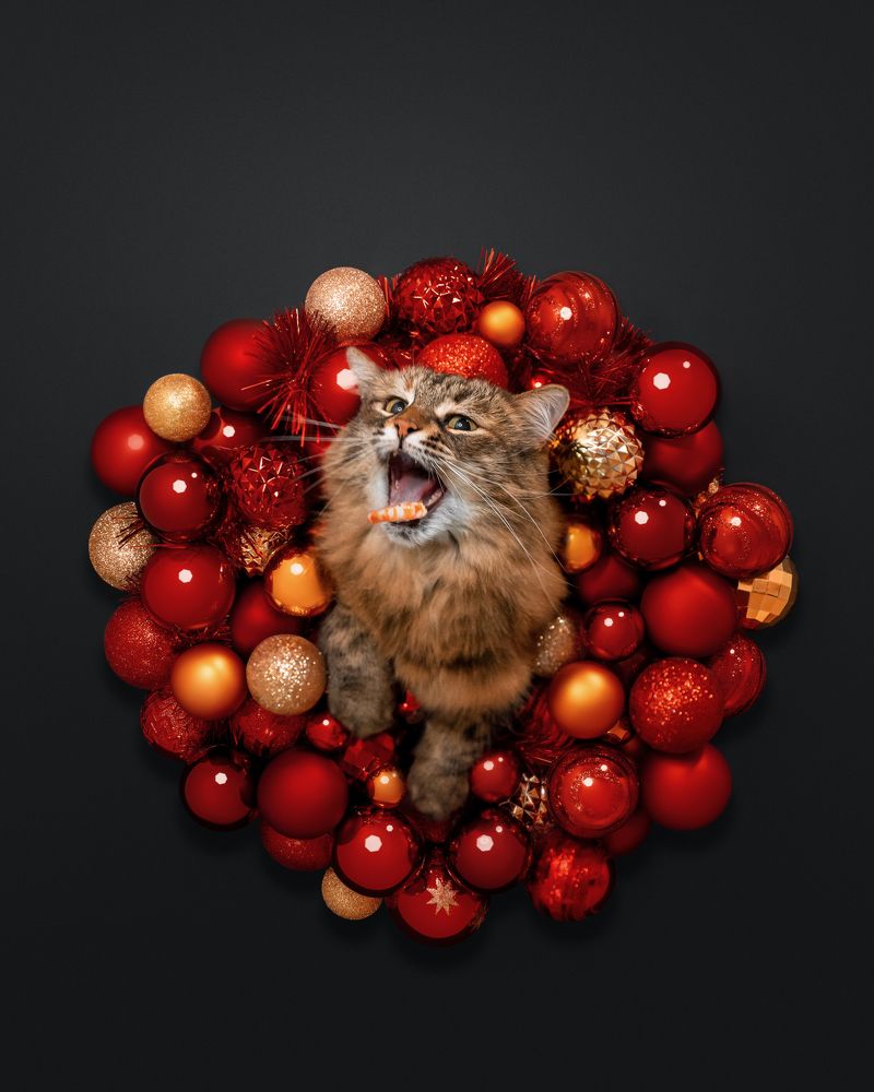 Фотография автора Мазурева Анастасия