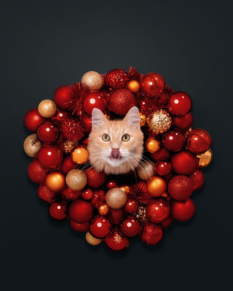 Фотография автора Мазурева Анастасия