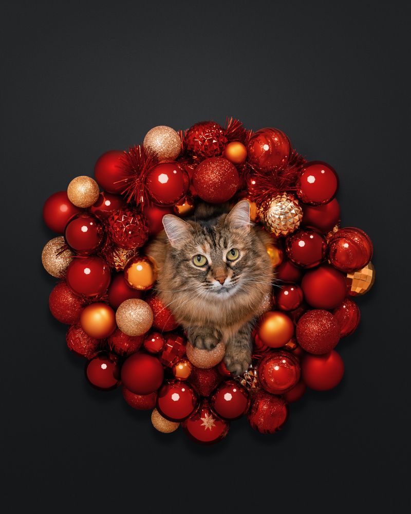 Фотография автора Мазурева Анастасия