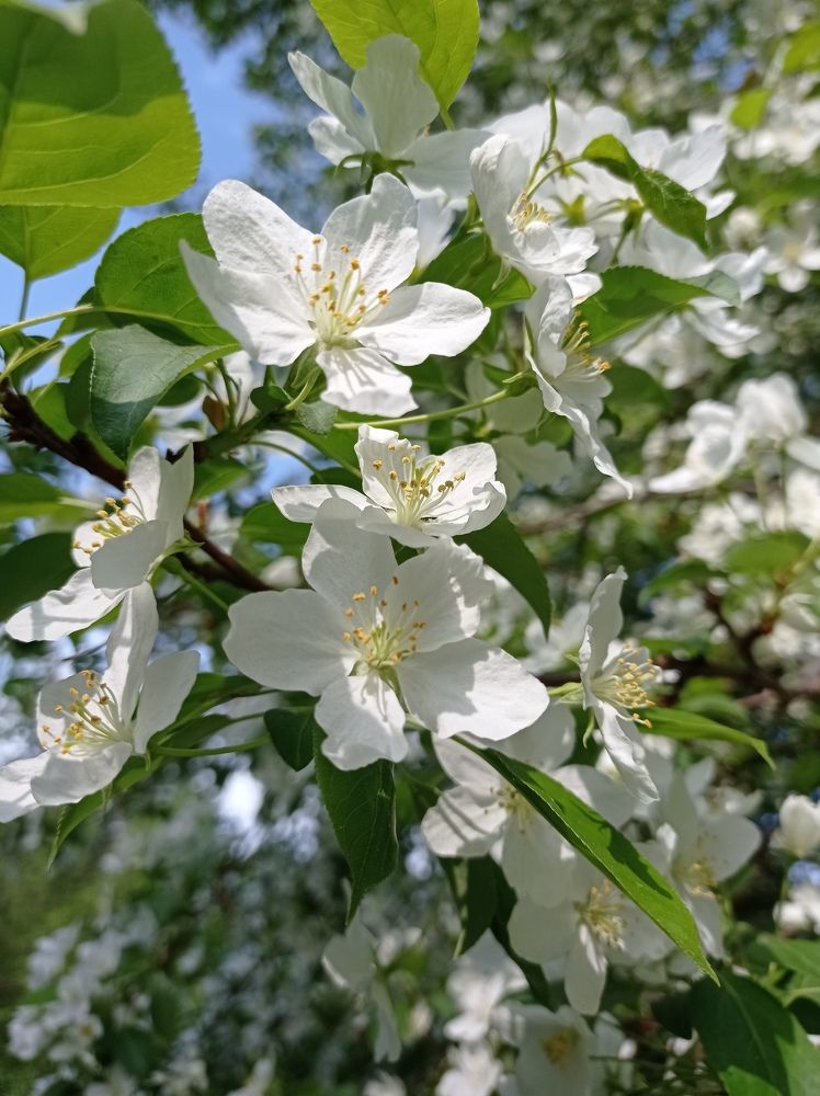 ЯБЛОНЯ В ЦВЕТУ...