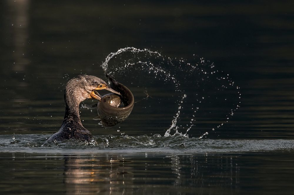 Photograph by Mrinal Sen
