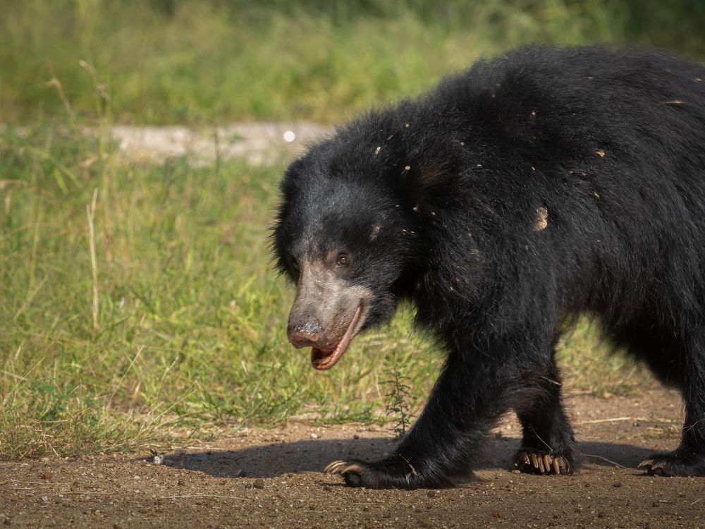 Photograph by Basavaraj M