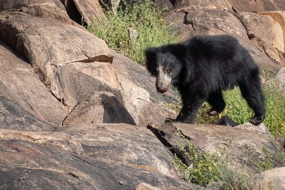 Photograph by Basavaraj M