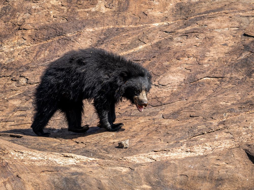 Photograph by Basavaraj M