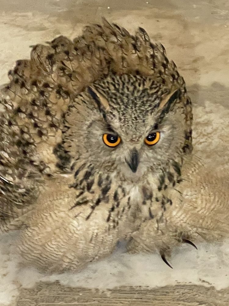 Photograph by Rozaliya Volosevich