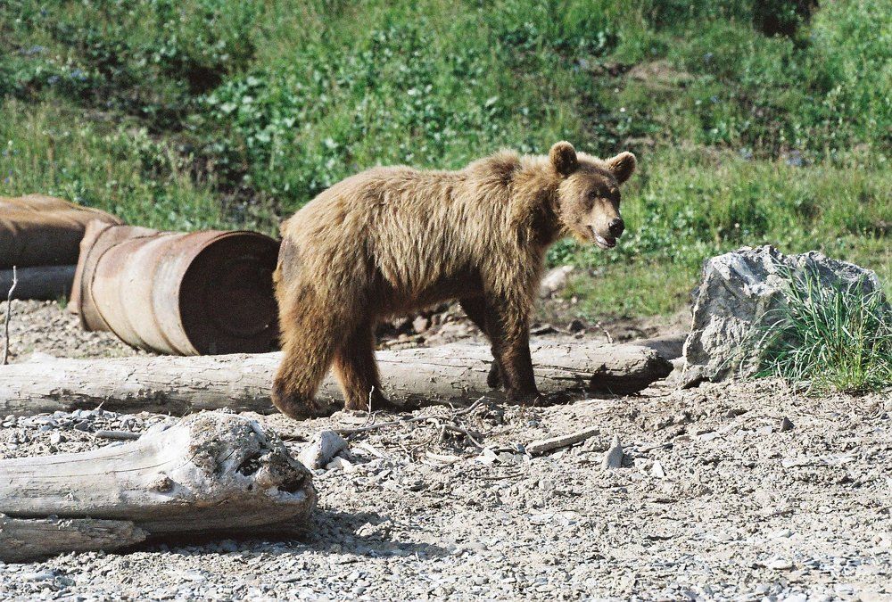 Медведь в гостях.