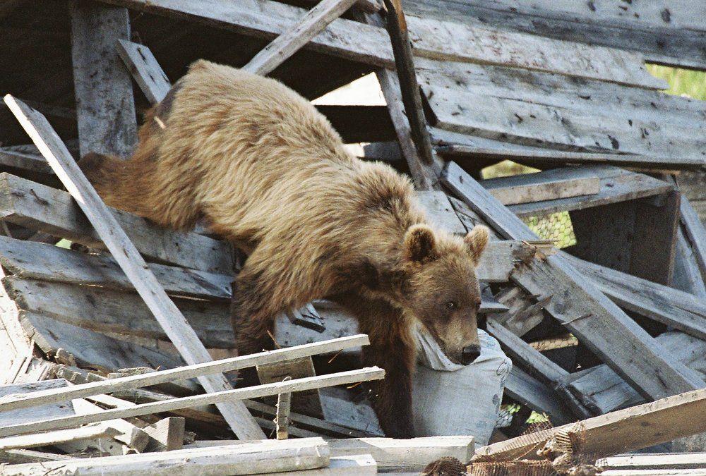 Фотография автора Александр Собокарь