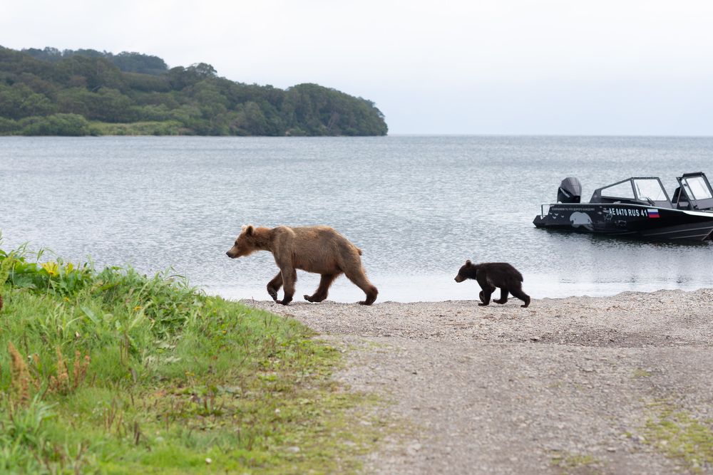 Kamchatka brown bearы on the Kuril lake in August
