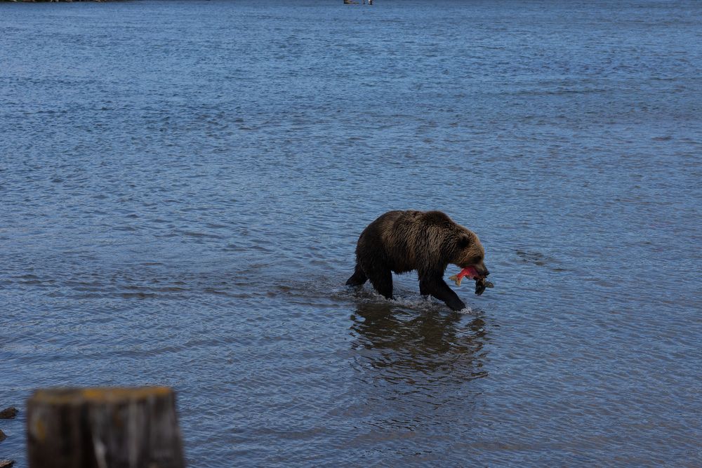 Kamchatka brown bear on the Kuril lake with fish in August