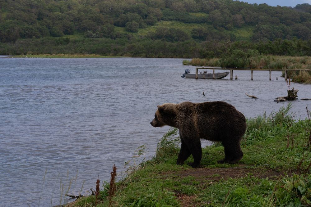 Kamchatka brown bear on the Kuril lake in August