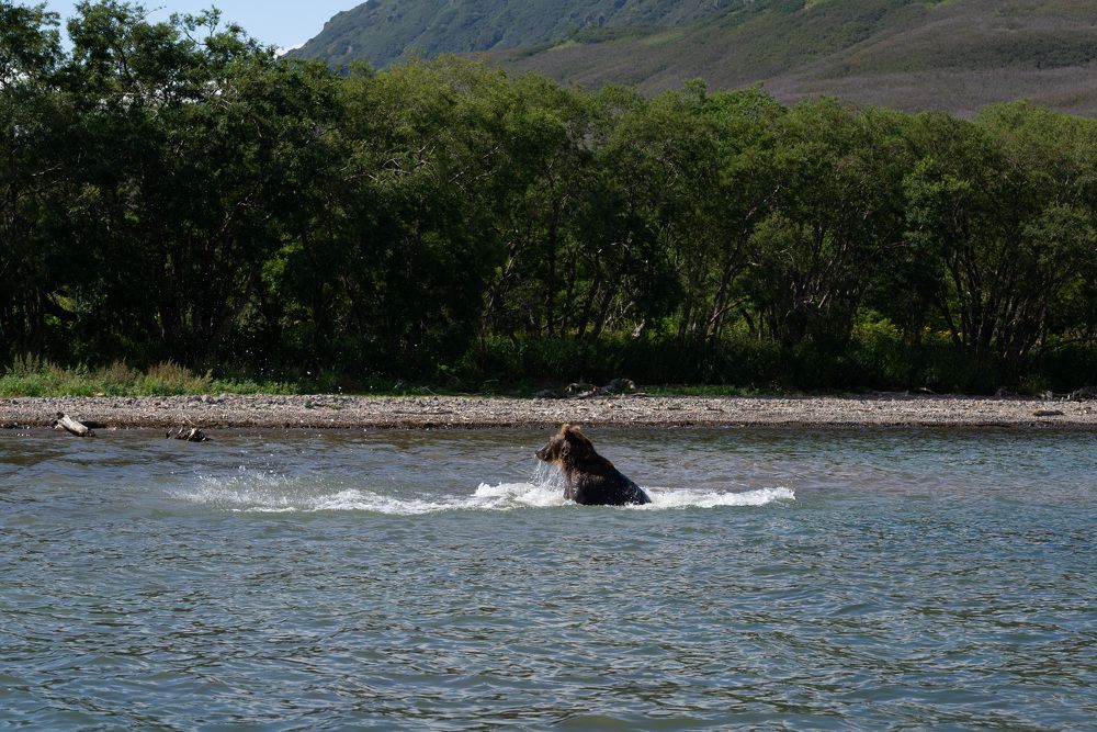 Kamchatka brown bear on the Kuril lake in August