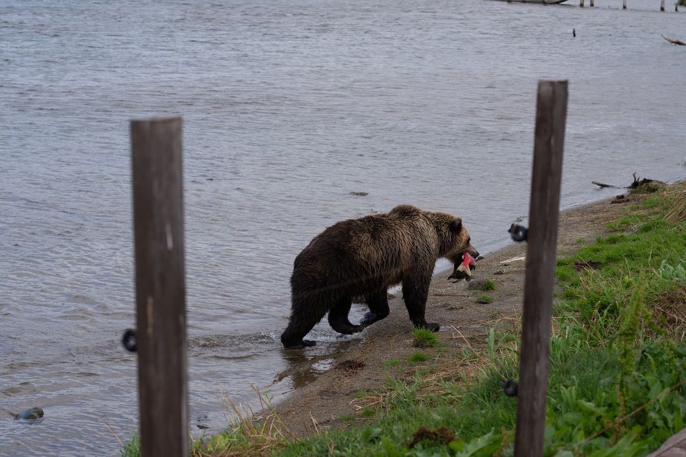 Kamchatka brown bear on the Kuril lake with fish in August