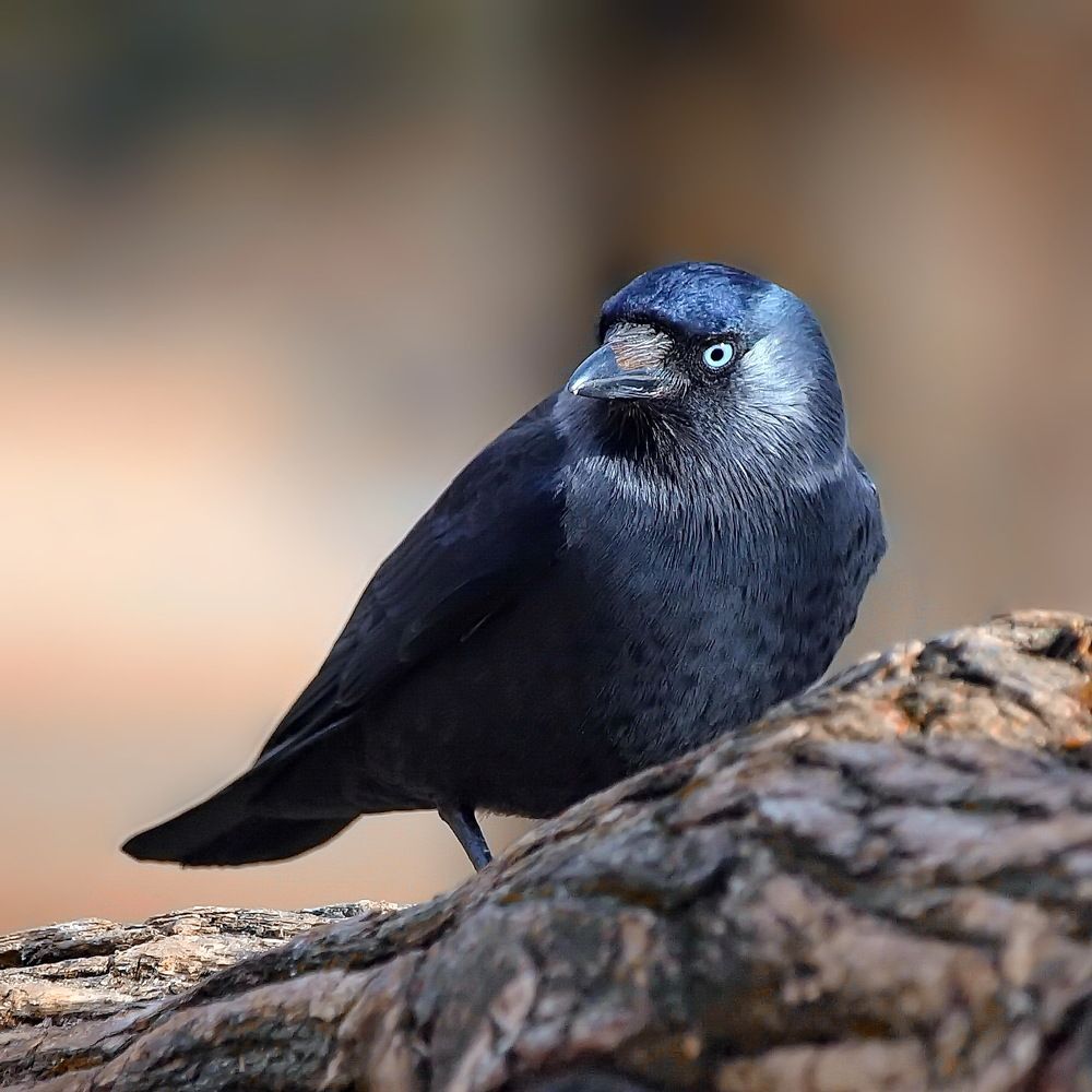 Photograph by Игорь Чеботарёв