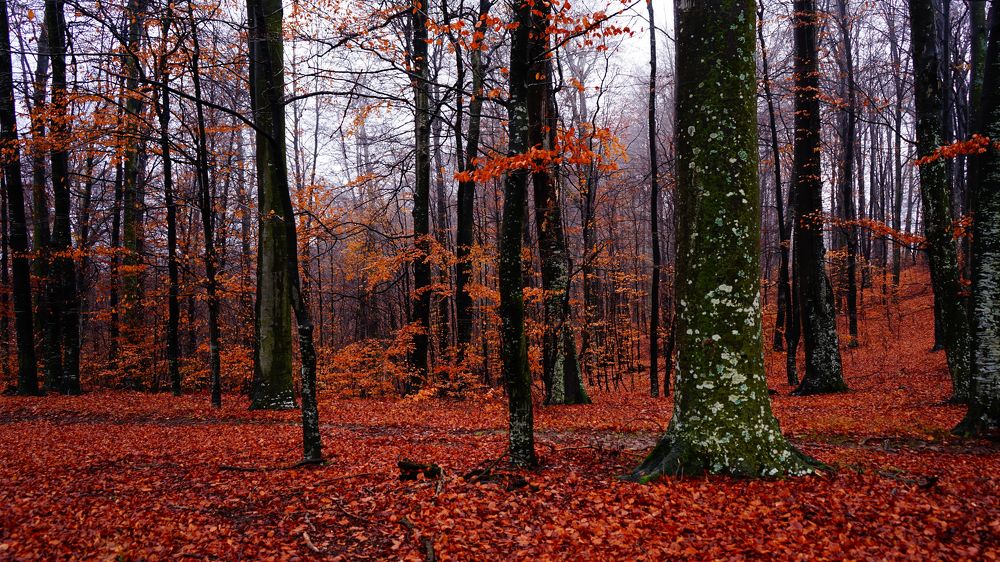 Photograph by Mirela Velicu