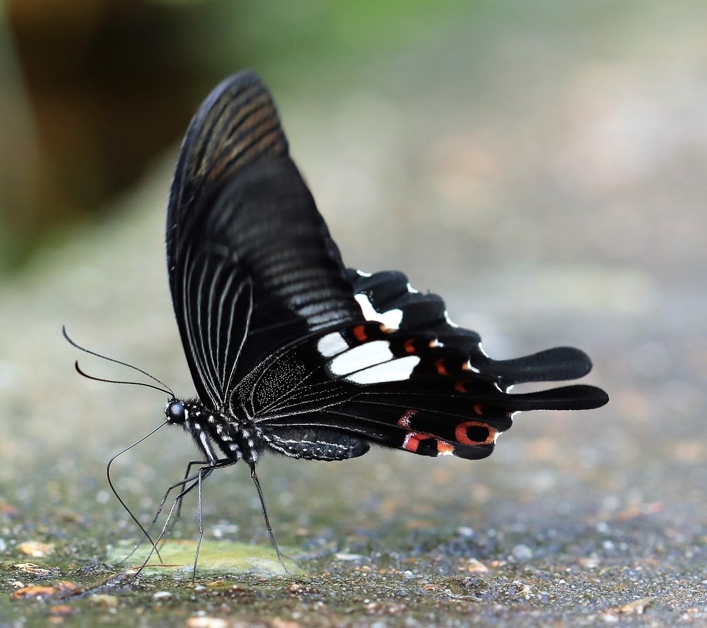 Photograph by Anja kroes