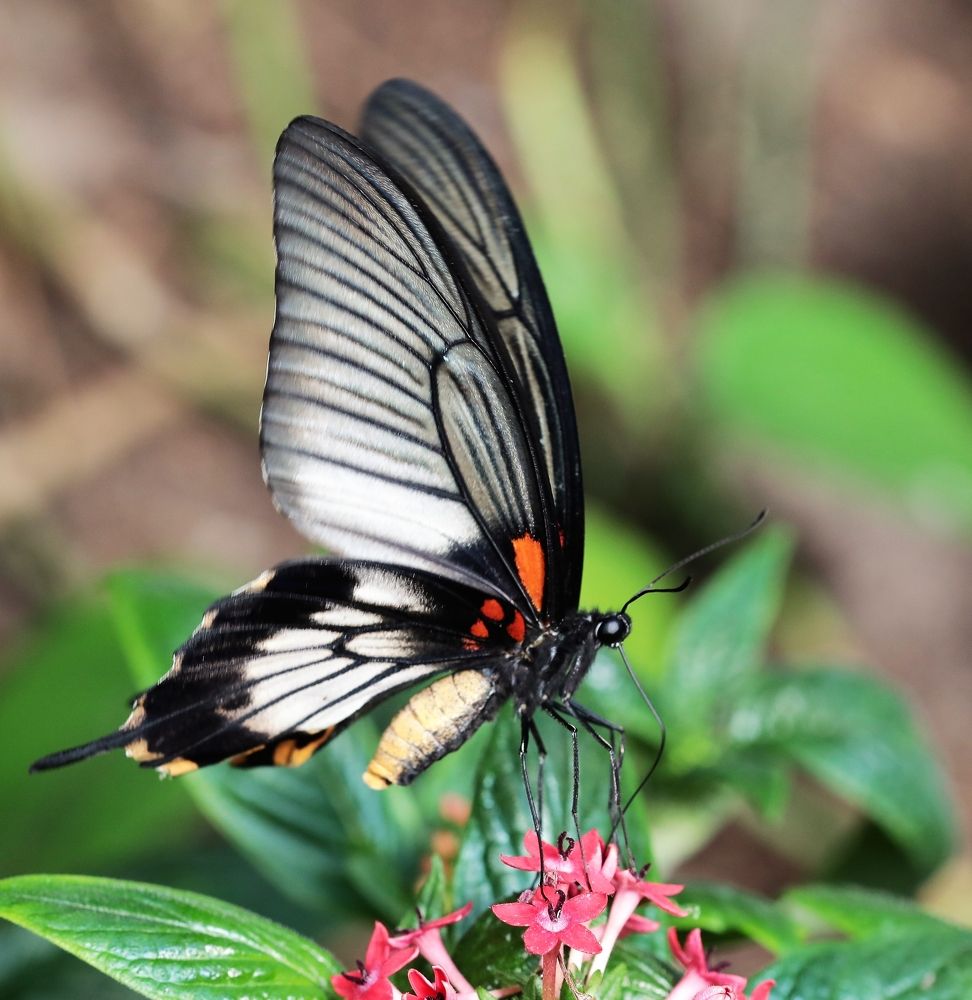 Photograph by Anja kroes