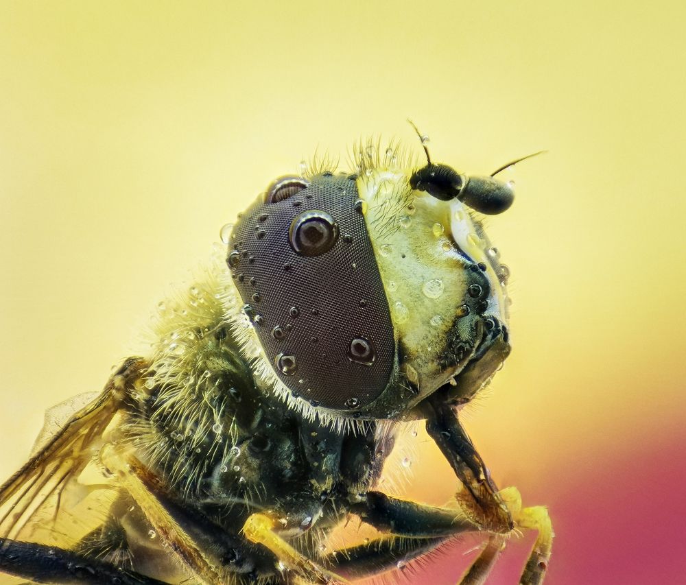 Photograph by Abbas Rayan Benhorma