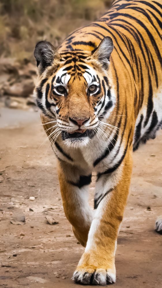 Photograph by Santhosh GVN