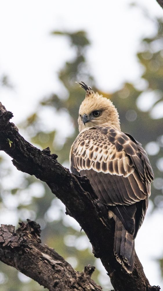 Photograph by Santhosh GVN