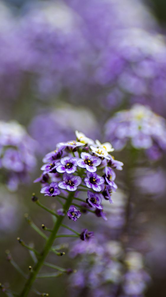 Photograph by Santhosh GVN