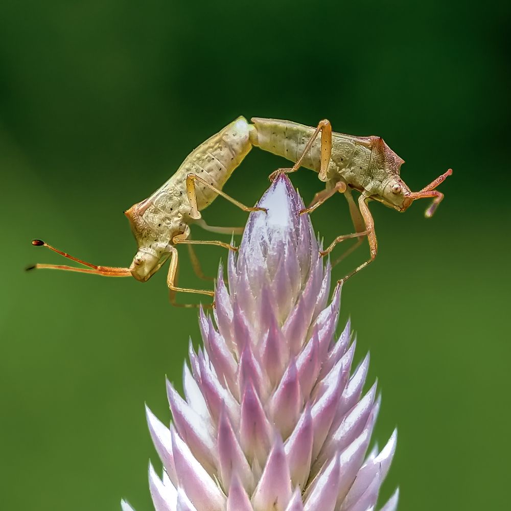 Фотография автора Biplab Hazra