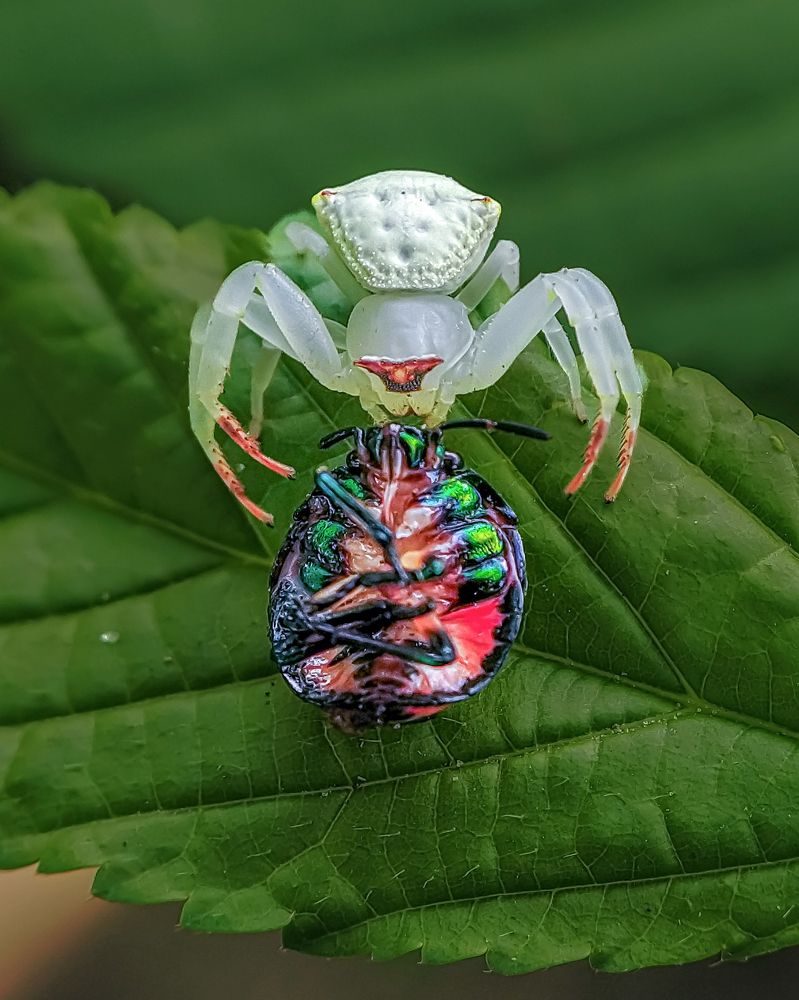 Фотография автора Biplab Hazra