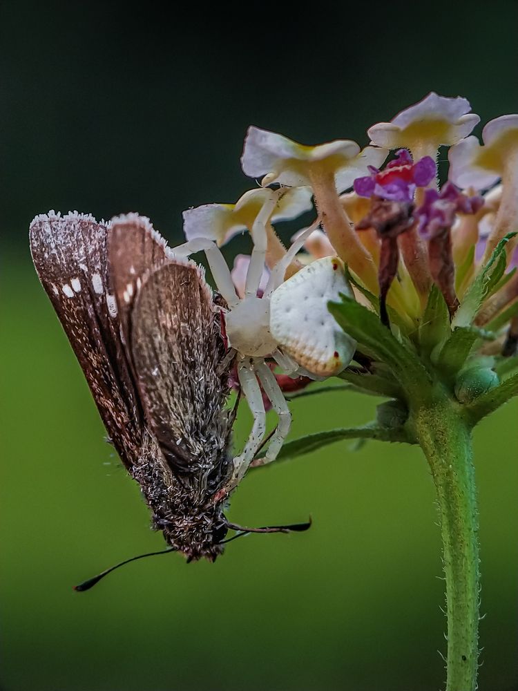 Фотография автора Biplab Hazra