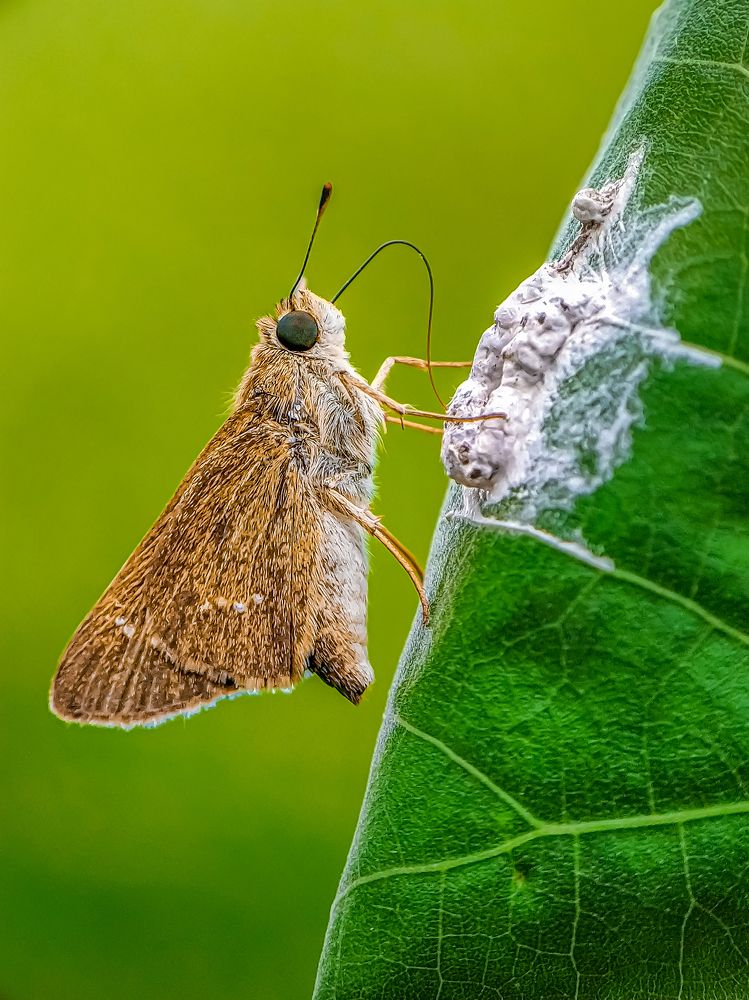 Фотография автора Biplab Hazra