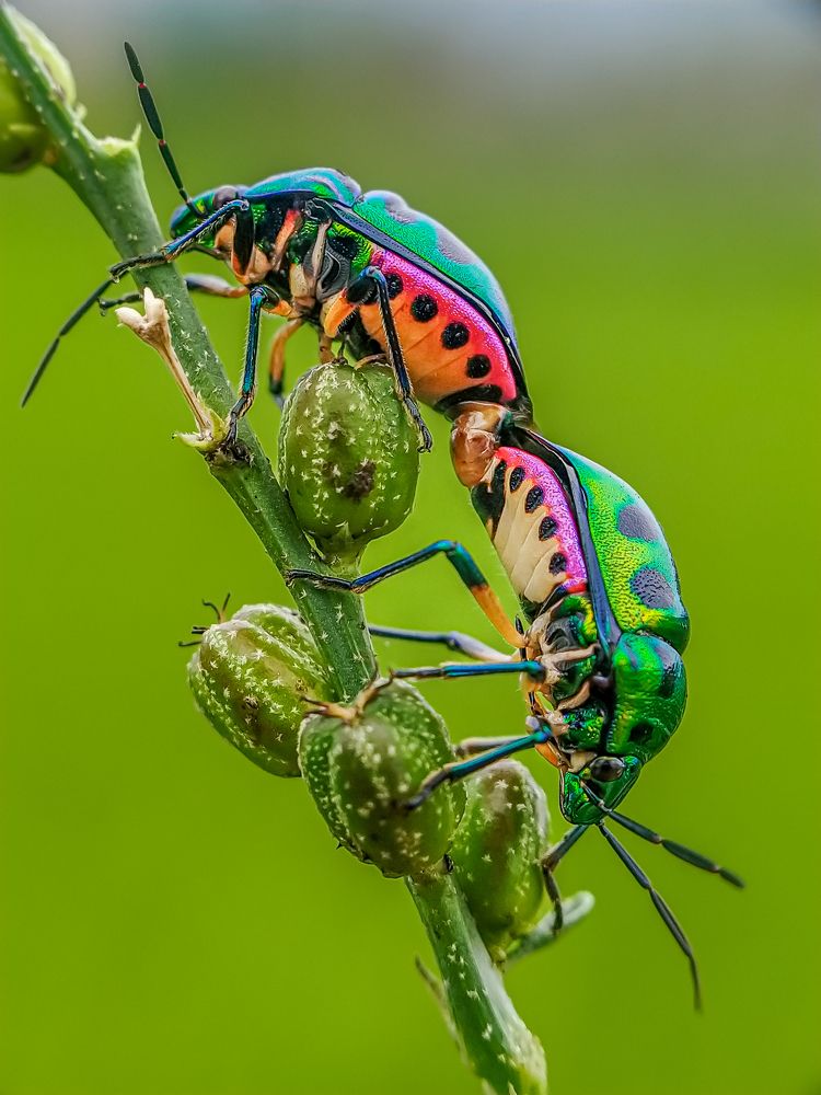 Фотография автора Biplab Hazra